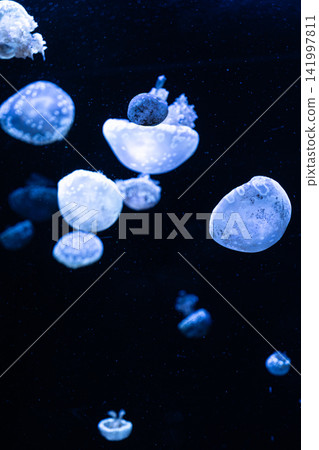 A group of bioluminescent jellyfish floats gracefully in dark deep ocean water, creating a serene and mystical underwater atmosphere for nature, biology, and scientific marine themes 141997811