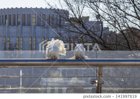 Two white pigeons with ruffled feathers perched on a metal railing against a blurry urban park backdrop during a sunny day, symbolizing peaceful nature within a modern cityscape Two white pigeons with ruffled feathers perched on a metal railing against a blurry urban park backdrop during a sunny day, symbolizing peaceful nature within a modern cityscape 141997819