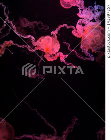 A group of glowing pink jellyfish floats gracefully in dark water, highlighting the ethereal beauty and mystery of marine life within a serene underwater environment for nature A group of glowing pink jellyfish floats gracefully in dark water, highlighting the ethereal beauty and mystery of marine life within a serene underwater environment for nature 141997857