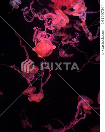 A group of glowing pink jellyfish swim through deep dark water, creating a surreal and hypnotic underwater atmosphere that conveys mystery and peaceful motion in a marine setting A group of glowing pink jellyfish swim through deep dark water, creating a surreal and hypnotic underwater atmosphere that conveys mystery and peaceful motion in a marine setting 141997864
