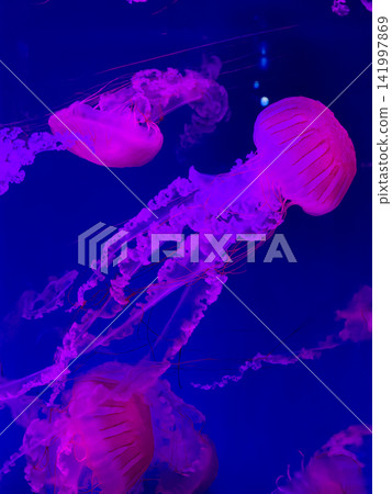 A group of bioluminescent purple jellyfish float gracefully within deep blue ocean water, creating a mesmerizing underwater scene that symbolizes tranquil movement and marine nature A group of bioluminescent purple jellyfish float gracefully within deep blue ocean water, creating a mesmerizing underwater scene that symbolizes tranquil movement and marine nature 141997869