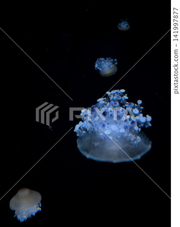 Small spotted jellyfish swimming in deep dark water, creating a serene and ethereal underwater atmosphere that highlights the beauty of marine life and silent movement in the ocean Small spotted jellyfish swimming in deep dark water, creating a serene and ethereal underwater atmosphere that highlights the beauty of marine life and silent movement in the ocean 141997877