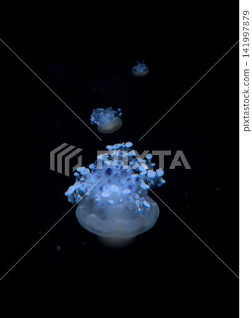 Bioluminescent jellyfish floating through the dark deep ocean water, displaying a graceful ethereal movement and serene atmosphere for nature, biology, and marine science projects Bioluminescent jellyfish floating through the dark deep ocean water, displaying a graceful ethereal movement and serene atmosphere for nature, biology, and marine science projects 141997879