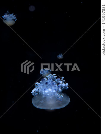 A glowing jellyfish swims through deep dark water, creating a serene and mysterious marine atmosphere with bioluminescent blue highlights that capture the beauty of ocean depths 141997881