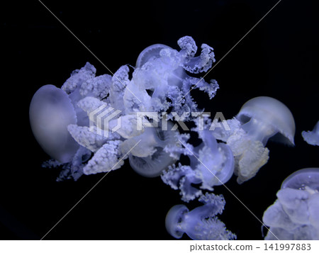 A group of translucent jellyfish swim gracefully through dark water, displaying bioluminescent textures and soft movement to evoke the mysterious beauty of deep ocean life A group of translucent jellyfish swim gracefully through dark water, displaying bioluminescent textures and soft movement to evoke the mysterious beauty of deep ocean life 141997883