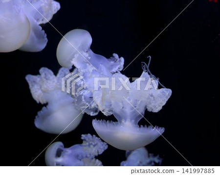 A group of translucent white jellyfish swim gracefully in dark water, displaying elegant movement and bioluminescent glows to evoke a peaceful atmosphere for aquatic biology A group of translucent white jellyfish swim gracefully in dark water, displaying elegant movement and bioluminescent glows to evoke a peaceful atmosphere for aquatic biology 141997885
