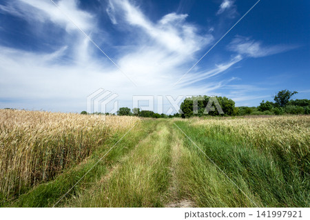 Dirt road in the field and clouds in the sky 141997921