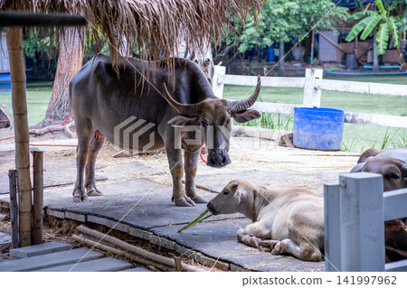 Buffalo herd in the garden Buffalo herd in the garden 141997962
