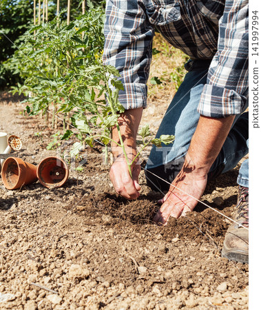 Planting tomato seedlings in the ground by hand. Agriculture. Planting tomato seedlings in the ground by hand. Agriculture. 141997994
