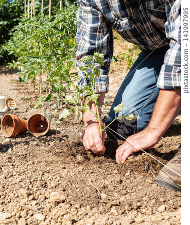 Planting tomato seedlings in the ground by hand. Agriculture. Planting tomato seedlings in the ground by hand. Agriculture. 141997995