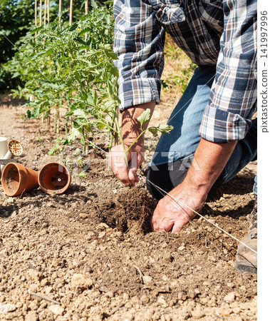 Planting tomato seedlings in the ground by hand. Agriculture. Planting tomato seedlings in the ground by hand. Agriculture. 141997996