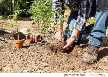Planting tomato seedlings in the ground by hand. Agriculture. Planting tomato seedlings in the ground by hand. Agriculture. 141997997