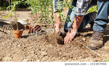 Planting tomato seedlings in the ground by hand. Agriculture. Planting tomato seedlings in the ground by hand. Agriculture. 141997998