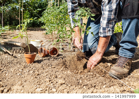 Planting tomato seedlings in the ground by hand. Agriculture. Planting tomato seedlings in the ground by hand. Agriculture. 141997999