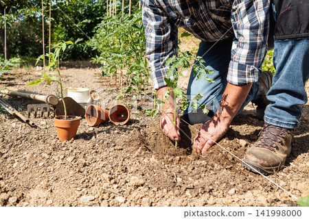 Planting tomato seedlings in the ground by hand. Agriculture. 141998000