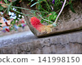 Crimson Clover Flower with Green Leaves. 141998150