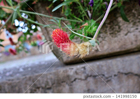 Crimson Clover Flower with Green Leaves. Crimson Clover Flower with Green Leaves. 141998150