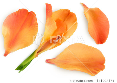 Orange gladiolus flower isolated on white background Orange gladiolus flower isolated on white background 141998174