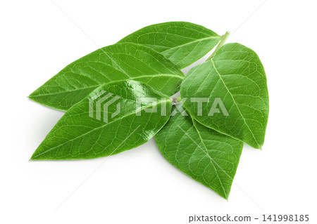 Green leaves of blueberry isolated on white background Green leaves of blueberry isolated on white background 141998185