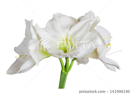 Hippeastrum or Amaryllis flowers ,white amaryllis flowers isolated on white background Hippeastrum or Amaryllis flowers ,white amaryllis flowers isolated on white background 141998190