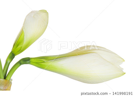 Hippeastrum or Amaryllis flowers ,white amaryllis flowers isolated on white background Hippeastrum or Amaryllis flowers ,white amaryllis flowers isolated on white background 141998191