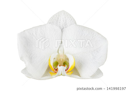 White orchid isolated on white background White orchid isolated on white background 141998197