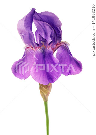 purple iris flower isolated on white background purple iris flower isolated on white background 141998210