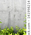 Concrete wall background with green bush leaves in foreground 141998214