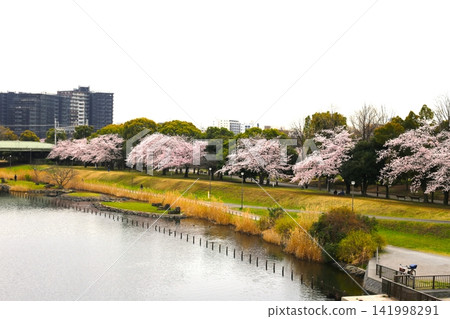 櫻花樹成排的風景 櫻花樹成排的風景 141998291