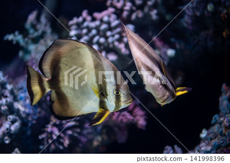 Platax teira Batfish in a Tropical Marine Aquarium. Platax teira Batfish in a Tropical Marine Aquarium. 141998396