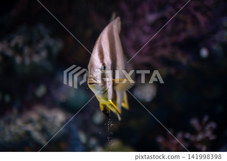 Platax teira Batfish in a Tropical Marine Aquarium. Platax teira Batfish in a Tropical Marine Aquarium. 141998398