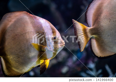 Platax teira Batfish in a Tropical Marine Aquarium. Platax teira Batfish in a Tropical Marine Aquarium. 141998400