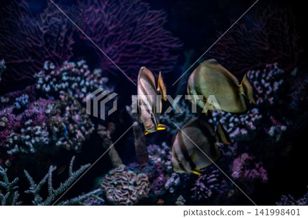 Platax teira Batfish in a Tropical Marine Aquarium. 141998401