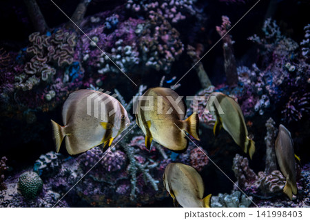 Platax teira Batfish in a Tropical Marine Aquarium. Platax teira Batfish in a Tropical Marine Aquarium. 141998403