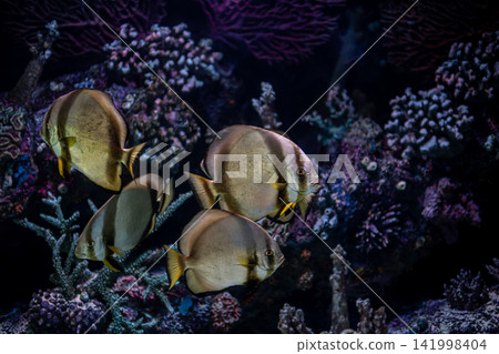 Platax teira Batfish in a Tropical Marine Aquarium. 141998404