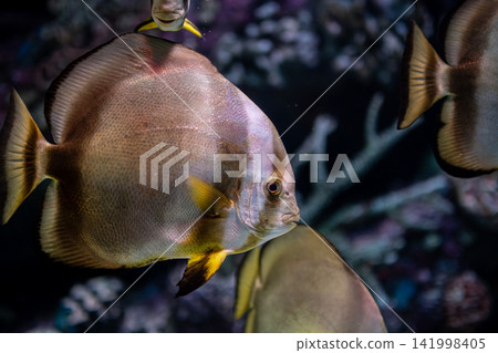 Platax teira Batfish in a Tropical Marine Aquarium. Platax teira Batfish in a Tropical Marine Aquarium. 141998405