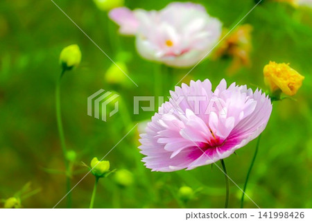 形狀奇特的圓形波斯菊 形狀奇特的圓形波斯菊 141998426