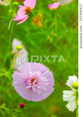 形狀奇特的圓形波斯菊 形狀奇特的圓形波斯菊 141998427