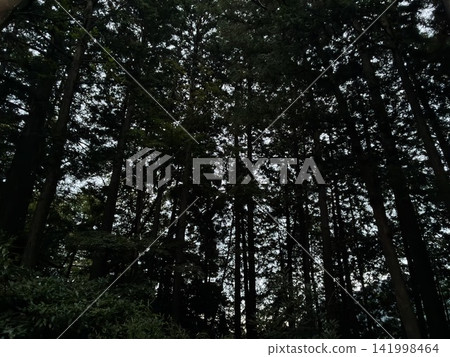 In the dark forest 141998464