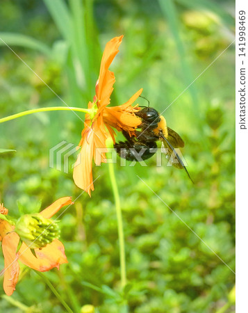 一隻大黃蜂掛在波斯菊上 一隻大黃蜂掛在波斯菊上 141998469
