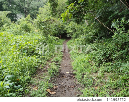 Summer: Walking, Hiking, Trekking Summer: Walking, Hiking, Trekking 141998752