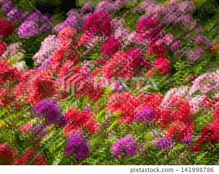 Romantic floral background with soft blurred pink and red flowers for greeting cards. Romantic floral background with soft blurred pink and red flowers for greeting cards. 141998786