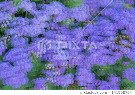 Seamless floral background of blue Ageratum flowers for graphic design. Abstract natural purple texture. 141998794