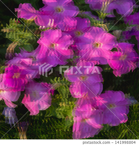 Artistic pink petunias floral background with creative multiple exposure overlay effect for design projects Artistic pink petunias floral background with creative multiple exposure overlay effect for design projects 141998804