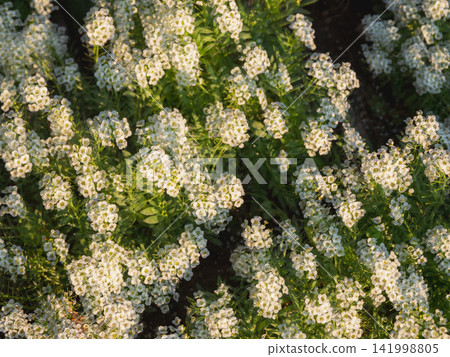 Dreamy white floral background with bokeh and warm sun flare for graphic design Dreamy white floral background with bokeh and warm sun flare for graphic design 141998805
