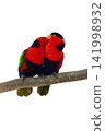 colourful parrot bird isolated on white 141998932