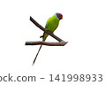 colourful parrot on a wooden stick 141998933