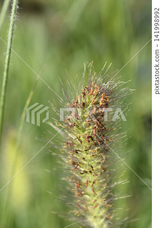 Fountain grass hameln spike with detailed bristles Fountain grass hameln spike with detailed bristles 141998992