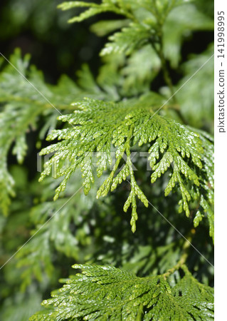 Western Red Cedar Western Red Cedar 141998995