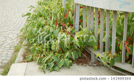 Japanese knotweed invasive plant Reynoutria japonica growing sidewalk road concreate, border and metal bridge railing cobblestone street. Asian expansive knotweed Fallopia japonica and Polygonum Japanese knotweed invasive plant Reynoutria japonica growing sidewalk road concreate, border and metal bridge railing cobblestone street. Asian expansive knotweed Fallopia japonica and Polygonum 141999369
